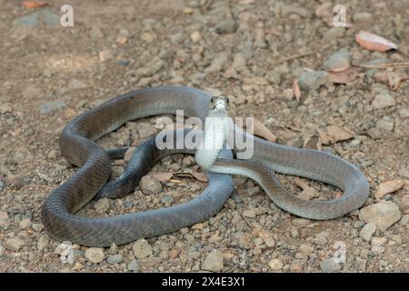 Un mamba noir adulte mortel (Dendroaspis polylepis) dans la nature Banque D'Images