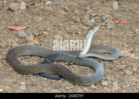 Un mamba noir adulte mortel (Dendroaspis polylepis) dans la nature Banque D'Images