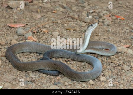 Un mamba noir adulte mortel (Dendroaspis polylepis) dans la nature Banque D'Images