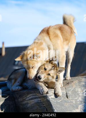 Chien de traîneau dans la petite ville Uummannaq. Pendant l'hiver, les chiens sont encore utilisés comme équipes de chiens pour tirer les traîneaux des pêcheurs. Groenland, territoire danois Banque D'Images