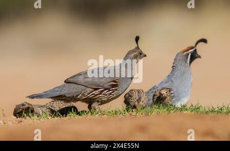 Paire de cailles de Gambel avec Chicks USA, Arizona Banque D'Images