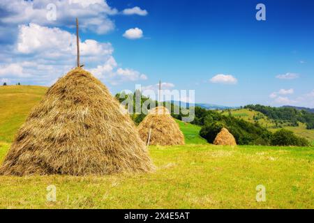 bottes de foin dans une rangée sur un champ herbeux. beau paysage rural des carpates de l'ukraine en été. concept d'agriculture durable. Banque D'Images