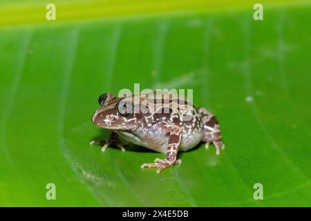 Une jolie Kassina bouillonnante, ou grenouille du Sénégal (Kassina senegalensis) sur une grande feuille verte près d'un étang par une chaude soirée d'été Banque D'Images