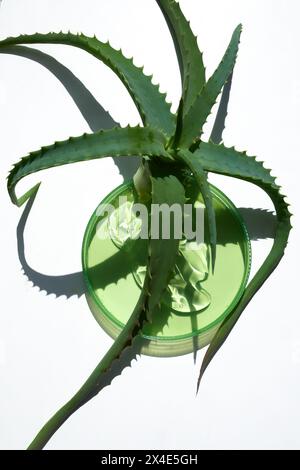 Laboratoire cosmétique abstrait.. Plante d'Aloe Vera avec boîte de Petri avec gel d'Aloe Vera vert sur fond blanc Banque D'Images