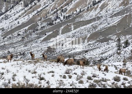 Troupeau de wapitis des montagnes Rocheuses, fin de l'hiver Banque D'Images