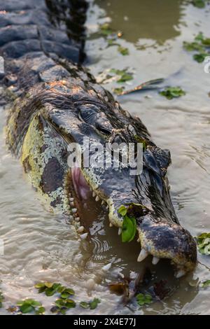 Un caïman de Yacare, Caiman Crocodylus yacare, se nourrissant. Mato Grosso do Sul State, Brésil. Banque D'Images