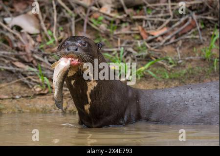 Une loutre géante, Pteronura brasiliensis, se nourrissant d'un poisson.Mato Grosso do Sul, Brésil. Banque D'Images