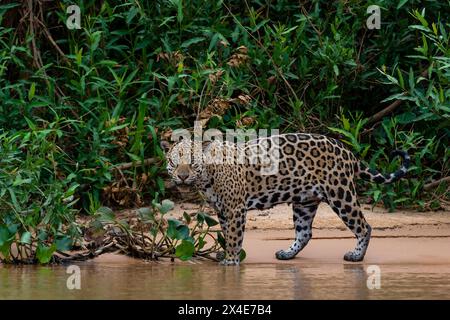 Une jaguar, Panthera onca, regardant la caméra.Pantanal, Mato Grosso, Brésil Banque D'Images