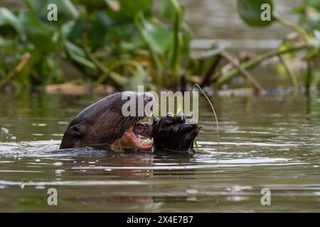 Une loutre géante, Pteronura brasiliensis, mangeant un poisson.Pantanal, Mato Grosso, Brésil Banque D'Images