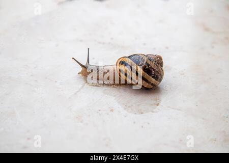 un escargot sur une dalle de pierre après la pluie Banque D'Images