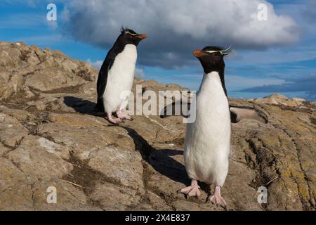 Deux pingouins rockhopper, Eudyptes chrysocome.Pebble Island, îles Falkland Banque D'Images