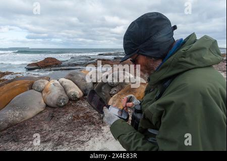 Un biologiste géolocalisant la position GPS des éléphants de mer du sud, Mirounga leonina. Sea Lion Island, îles Falkland. (Usage éditorial uniquement) Banque D'Images