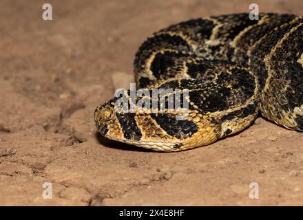 Gros plan de l'Adder Puff très venimeux (Bitis arietans) Banque D'Images