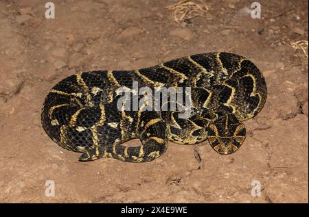 Gros plan de l'Adder Puff très venimeux (Bitis arietans) Banque D'Images