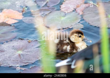 Beau bébé canard flotte sur un étang entouré de plantes aquatiques. Banque D'Images