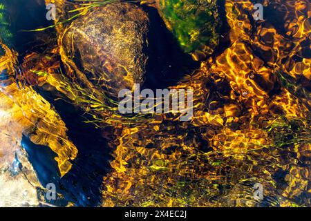 Fond transparent de texture de l'eau dans la rivière avec des algues et des pierres. Photo de haute qualité Banque D'Images