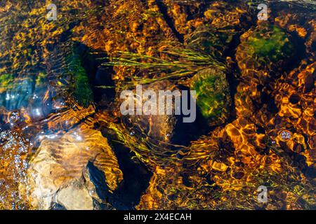 Le fond de la rivière est recouvert de roches et d'algues. Fond transparent de texture d'eau. Photo de haute qualité Banque D'Images