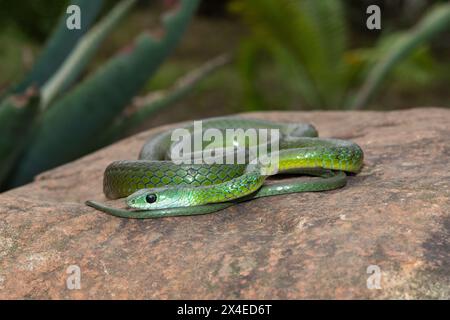 Un beau serpent vert du Natal occidental (Philothamnus occidentalis) se prélassant dans la nature Banque D'Images