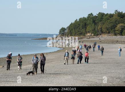Les touristes marchant sur le banc de sable exposé à-de Bar Harbor à Bar Island à marée basse. Mount dessert Island, Maine, États-Unis Banque D'Images