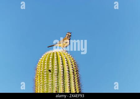 États-Unis, Arizona, Cottonwood, Fort McDowell State Park. Cactus Wren oiseau au sommet du cactus. Banque D'Images