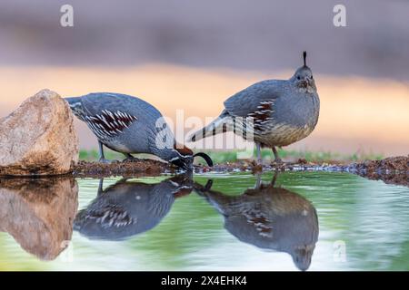 Gambel's Quail mâle et femelle buvant à l'eau, comté de Pima, Arizona. Banque D'Images