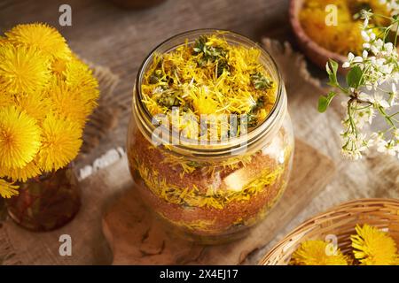 Préparation de sirop à base de plantes maison à partir de fleurs de pissenlit fraîches et de sucre de canne dans un bocal en verre Banque D'Images