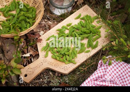 Pointes de jeunes épinettes collectées dans la forêt au printemps - ingrédient pour le sirop à base de plantes maison Banque D'Images