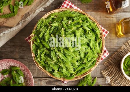 Jeunes pointes d'épinette fraîches collectées au printemps dans un panier en osier - ingrédient pour sirop d'herbes, vue de dessus Banque D'Images