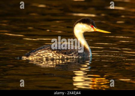 États-Unis, Californie, Morro Bay. Gros plan du grebe de Clark dans l'eau. Banque D'Images