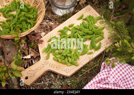 Les pointes de jeunes épinettes récoltées au printemps sur une planche à découper en bois dans la forêt Banque D'Images