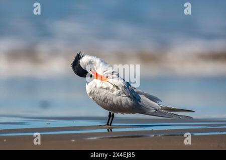 États-Unis, Californie, San Luis Obispo County. Vue rapprochée de la sterne royale sur la plage. Banque D'Images