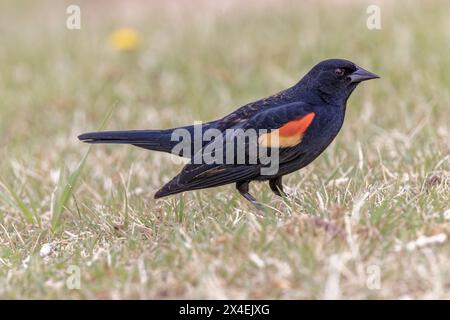 États-Unis, Colorado, Crow Valley Campground. Gros plan de gros oiseau noir à ailes rouges dans l'herbe. Banque D'Images