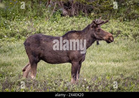 Bull Moose USA, Colorado, Cameron Pass. Banque D'Images