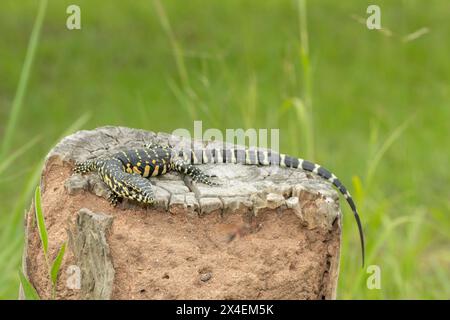 Un moniteur mignon du Nil qui éclose, également connu sous le nom de moniteur d'eau (Varanus niloticus), se prélasse au soleil près de l'eau Banque D'Images