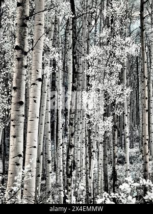 États-Unis, Colorado. Infrarouge d'Aspens le long du col Kebler Banque D'Images