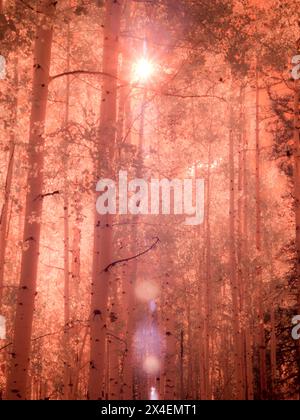 États-Unis, Colorado. Infrarouge d'Aspens le long du col Kebler avec la lumière du soleil culminant Banque D'Images