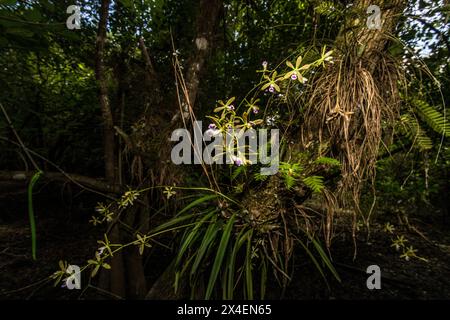 Une orchidée papillon épiphyte pousse sur un arbre dans le sud de la Floride. Banque D'Images