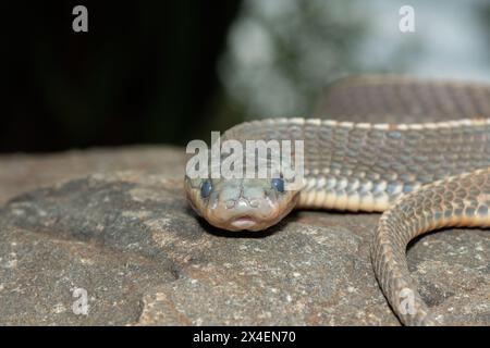 Un serpent sauvage du Cap (Limaformosa capensis), également connu sous le nom de serpent commun du Cap, s'est enroulé sur un rocher à la fin de l'après-midi de l'été Banque D'Images