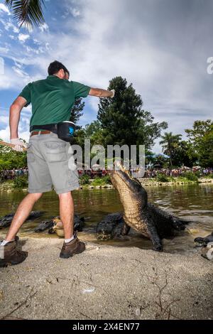 Un gardien du zoo de Naples utilise soigneusement un bâton pour entraîner les alligators américains lors d'une démonstration de nourrissage. Les alligators ne sont guidés que par le bâton, jamais Banque D'Images