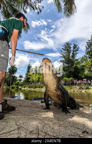 Un gardien du zoo de Naples utilise soigneusement un bâton pour entraîner les alligators américains lors d'une démonstration de nourrissage. Les alligators ne sont guidés que par le bâton, jamais Banque D'Images