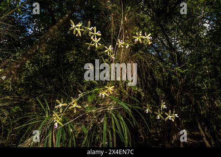 Une orchidée papillon épiphyte pousse sur un arbre dans le sud de la Floride. Banque D'Images