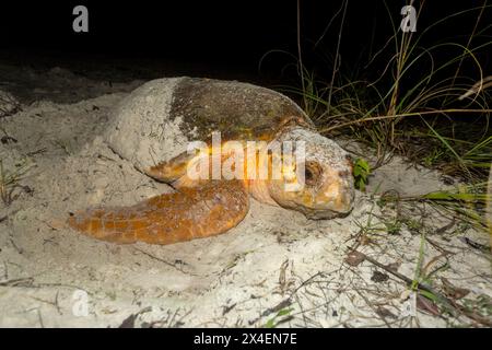 Une tortue caouanne finit d'enterrer son nid après avoir pondu des œufs sur une plage de Floride. Banque D'Images