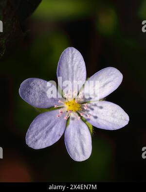 Incroyable pousse de fleur d'hepatica ronde-lobée macro. Faible profondeur de champ. Macro fleur de printemps. Banque D'Images