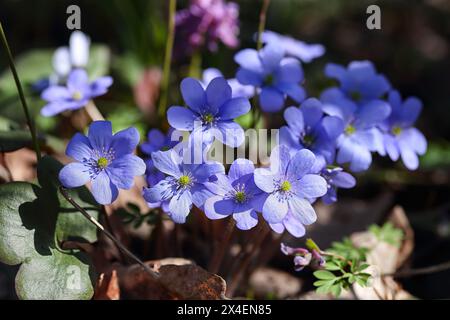 Incroyable pousse de fleur d'hepatica ronde-lobée macro. Faible profondeur de champ. Macro fleur de printemps. Banque D'Images