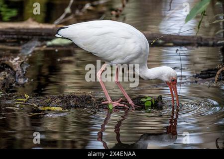 Un ibis blanc à la recherche de nourriture dans un marais du sud de la Floride. Banque D'Images