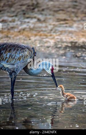 Une grue de sable adulte passe des moments intimes avec son jeune poulain. Banque D'Images