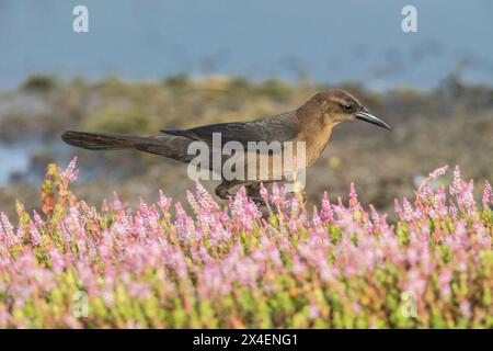 Un grackle femelle à queue de bateau se nourrit parmi la smartweed rose. Banque D'Images