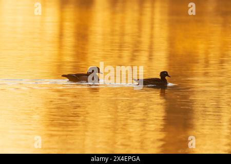 Canards des bois mâle et femelle dans une zone humide au lever du soleil, comté de Marion, Illinois. Banque D'Images