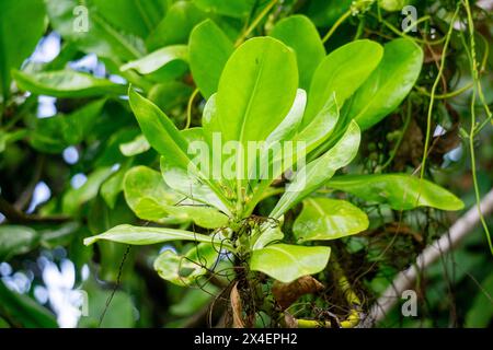 Scaevola taccada (gagabusan, kayu gabus, bunga separuh, chou de plage, laitue de mer, ou naupaka de plage). Cette plante est utilisée pour prévenir l'érosion côtière Banque D'Images