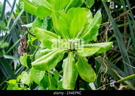 Scaevola taccada (gagabusan, kayu gabus, bunga separuh, chou de plage, laitue de mer, ou naupaka de plage). Cette plante est utilisée pour prévenir l'érosion côtière Banque D'Images